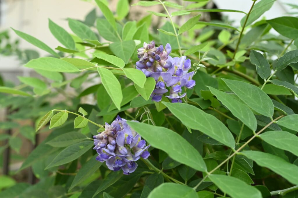 Japanese-Wisteria-Wisteria-floribunda
