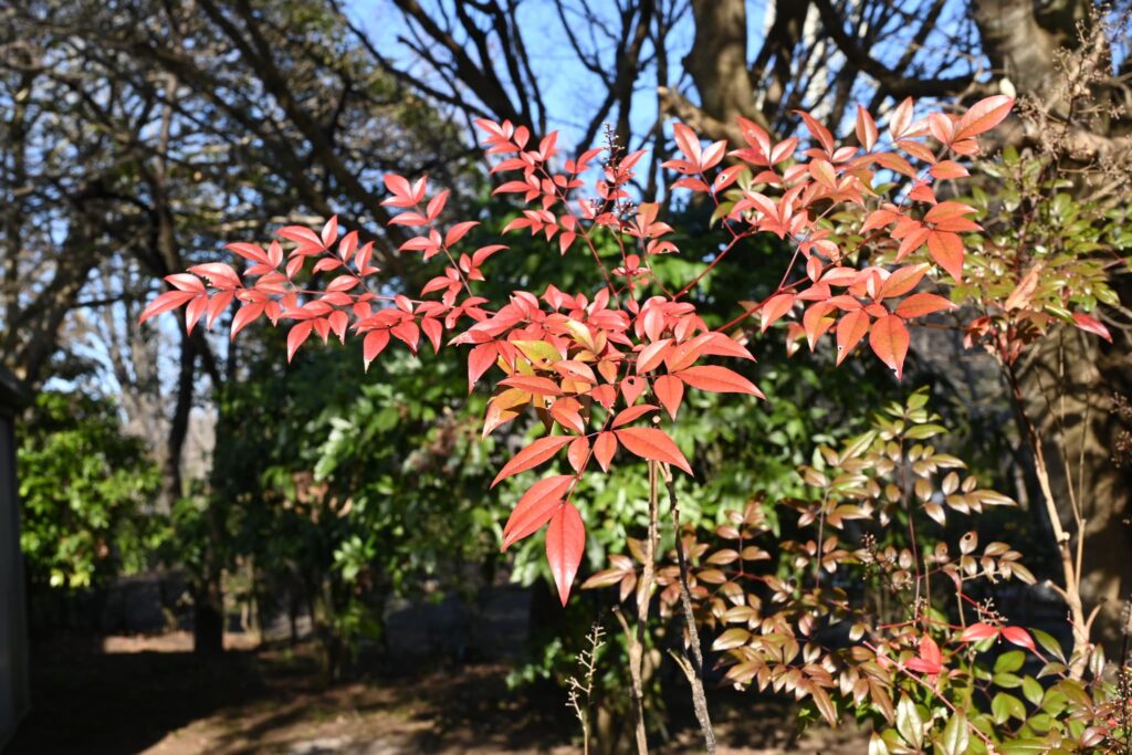 Heavenly-Bamboo-Nandina