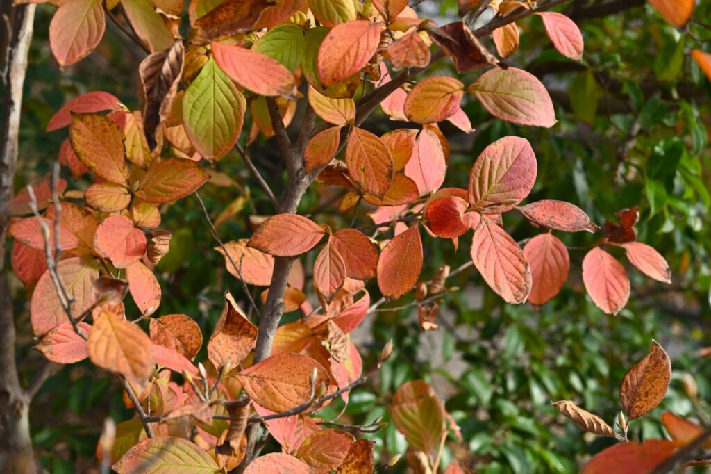 Japanese-Stewartia-Stewartia-pseudocamellia
