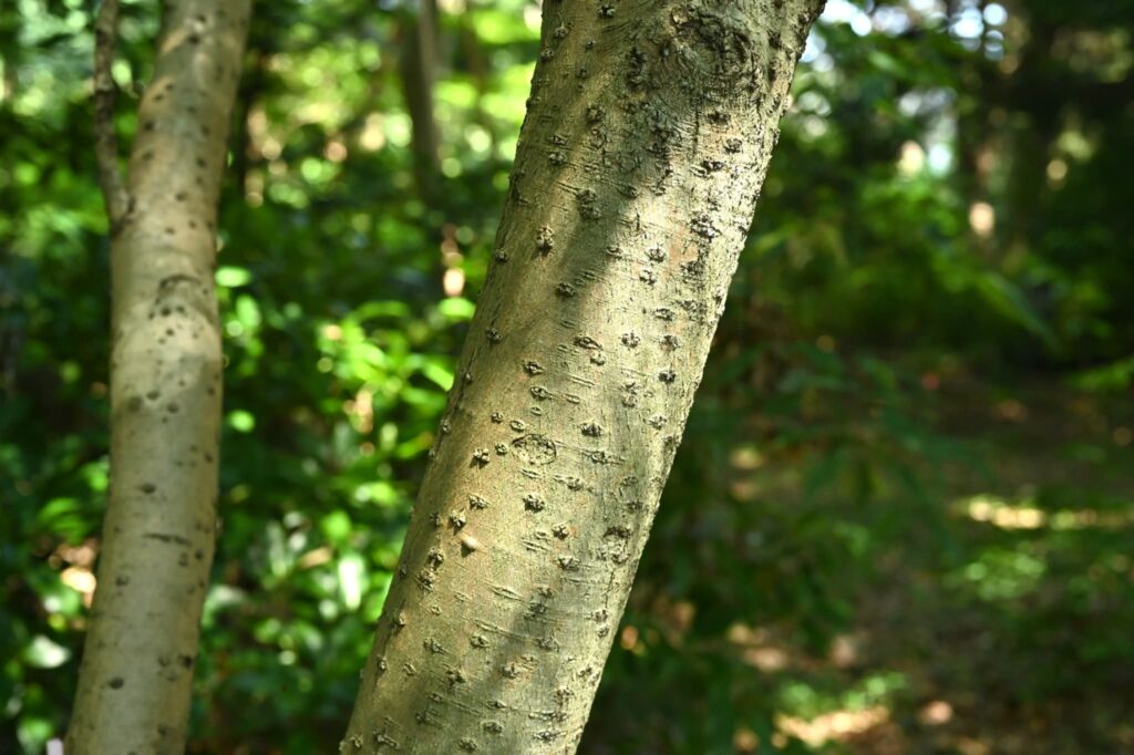 False-Holly-Osmanthus-heterophyllus