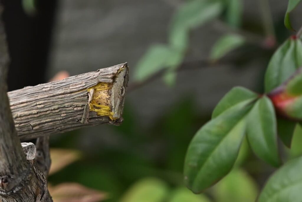 Heavenly-Bamboo-Nandina