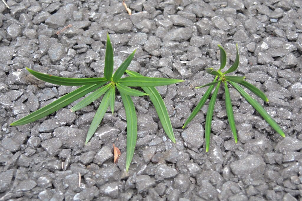 Buddhist Pine or Rakan Pine