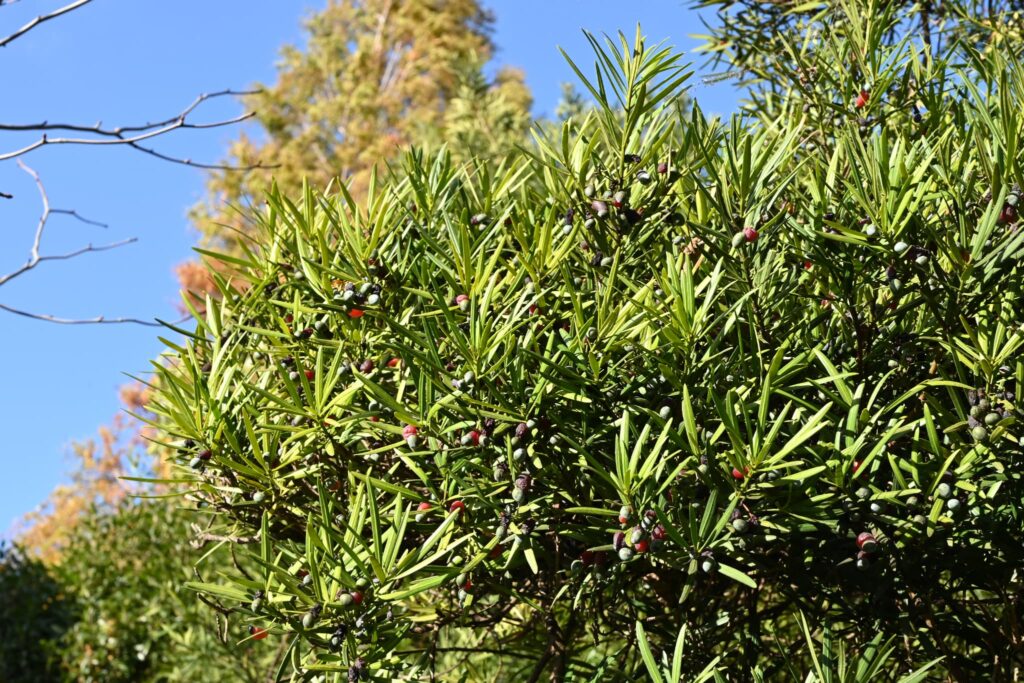 Buddhist Pine Fruits