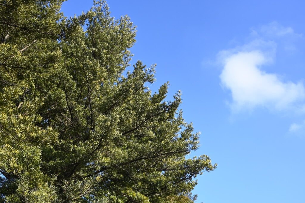 Natural form of Buddhist Pine