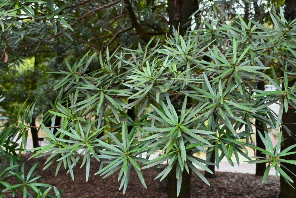 Foliage of Buddhist Pine