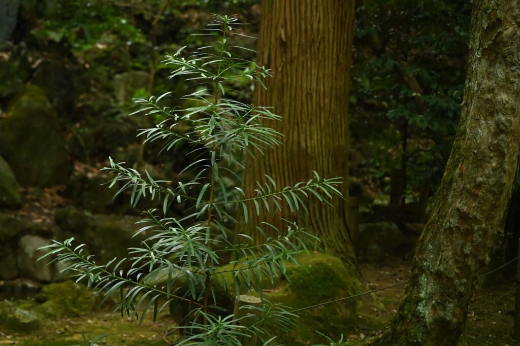 Young Buddhist Pine tree