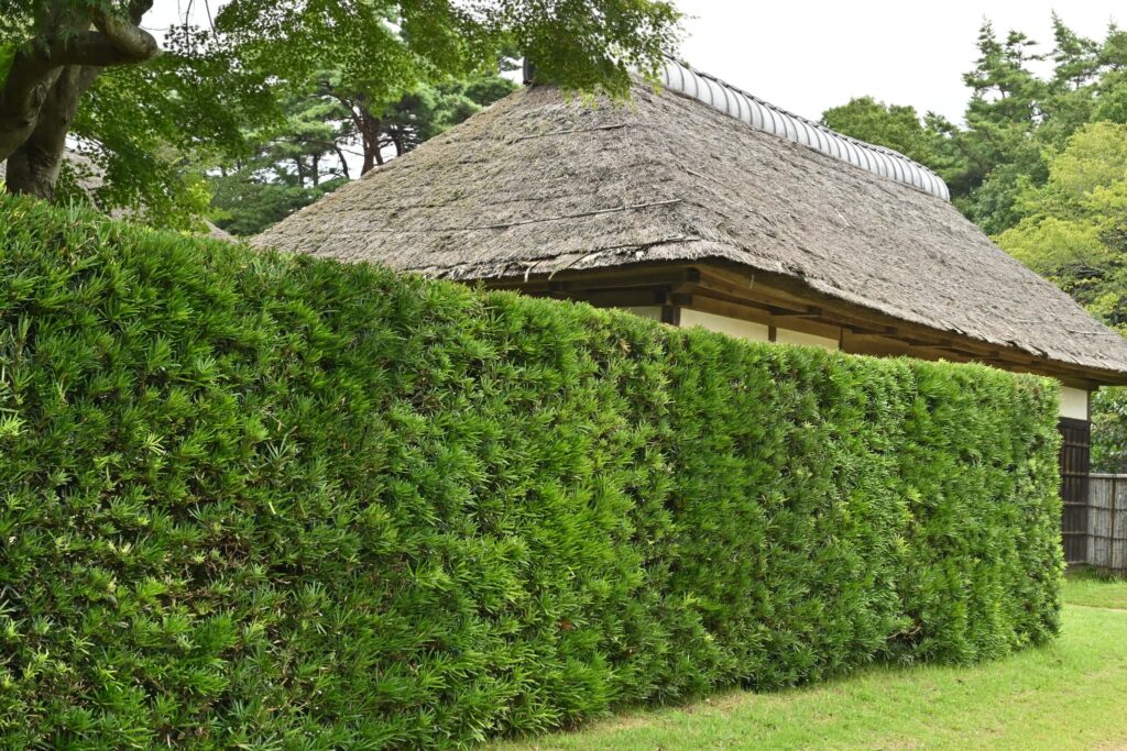 example of Buddhist Pine pruned as a hedge 