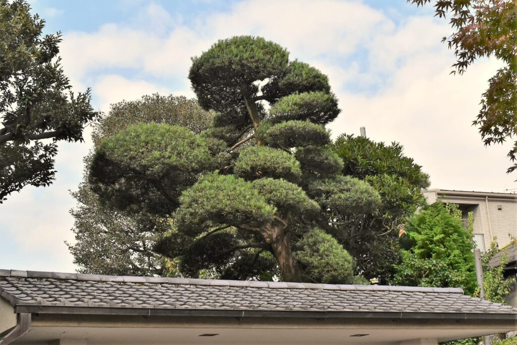 A neatly pruned Buddhist Pine 