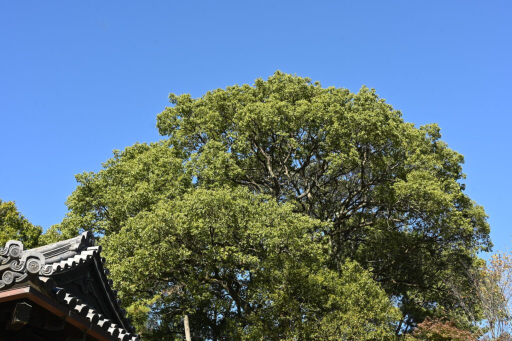 What is  the camphor tree