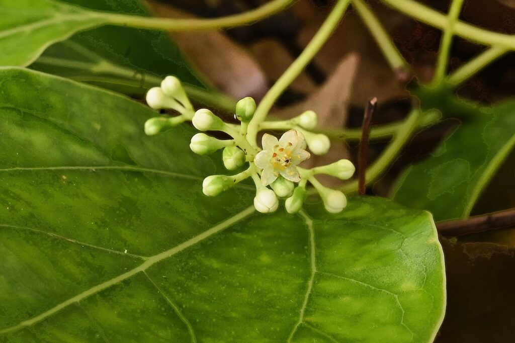 Flower of camphor tree
