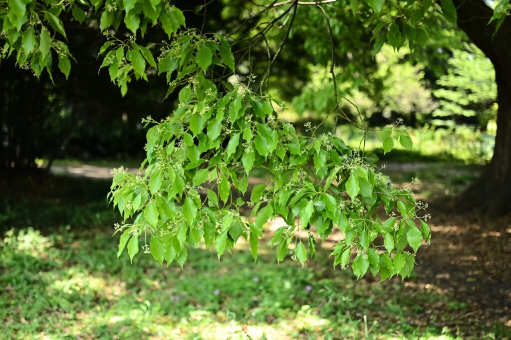 camphor tree flower