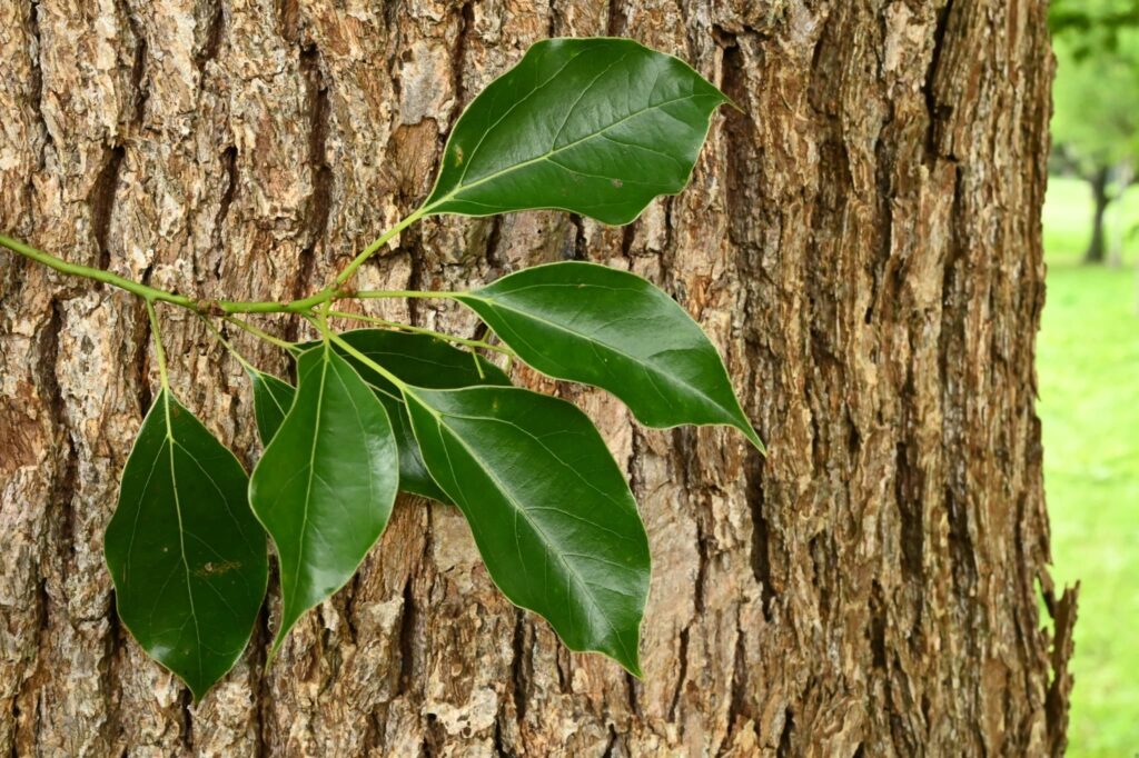 leaf of camphor tree