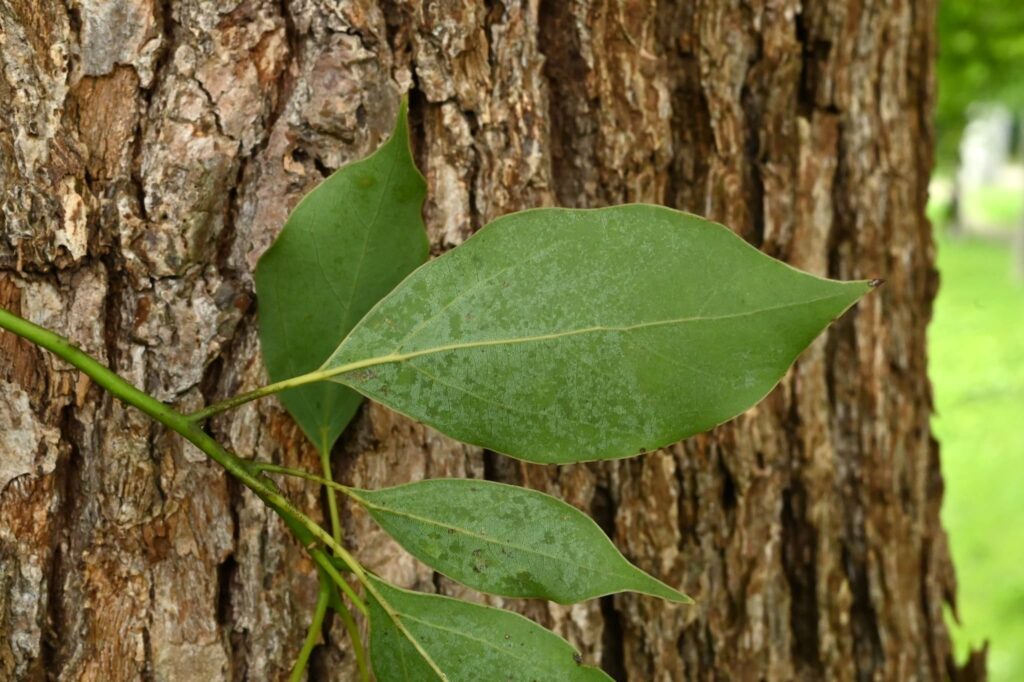 camphor tree - foliage