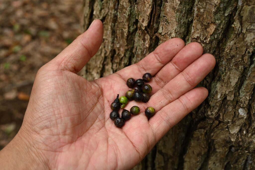 seeds of camphor tree,fruits
