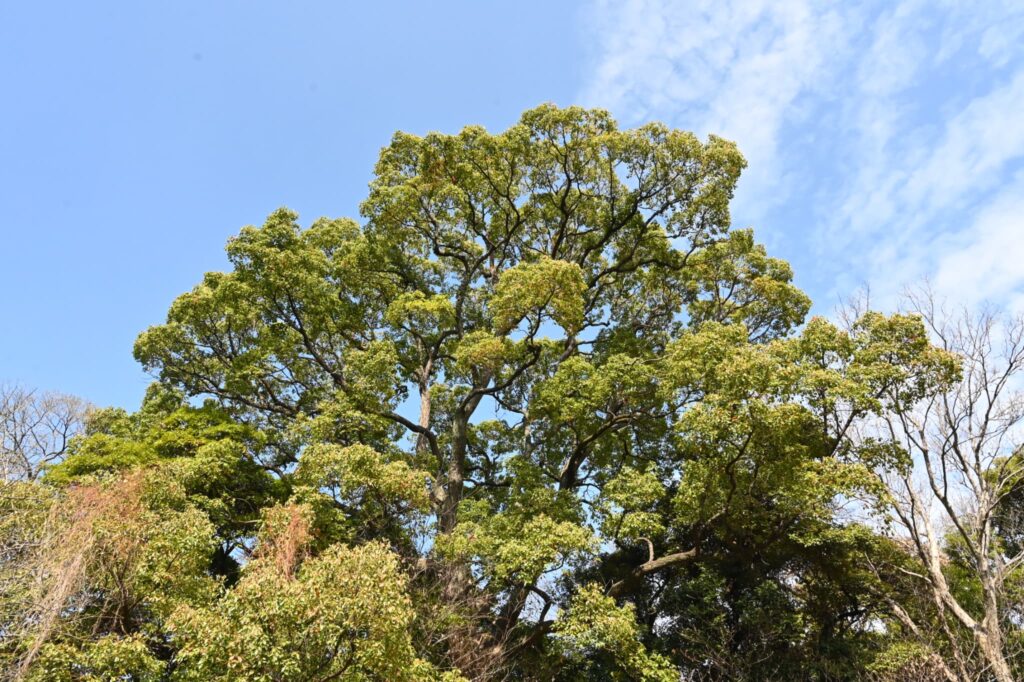 camphor tree in winter season