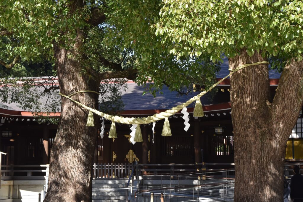 sacred tree of camphor tree