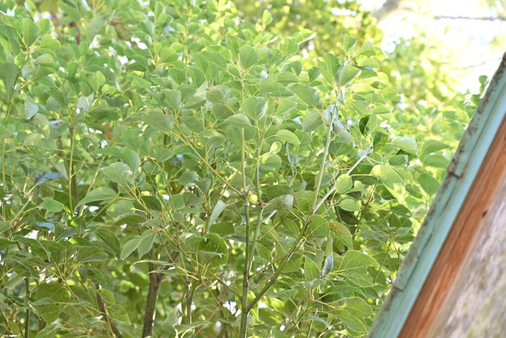 cultivars of camphor tree