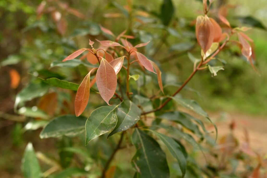 Foliage of camphor tree