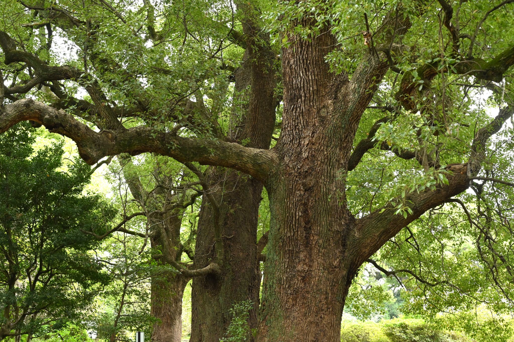 Camphor Tree