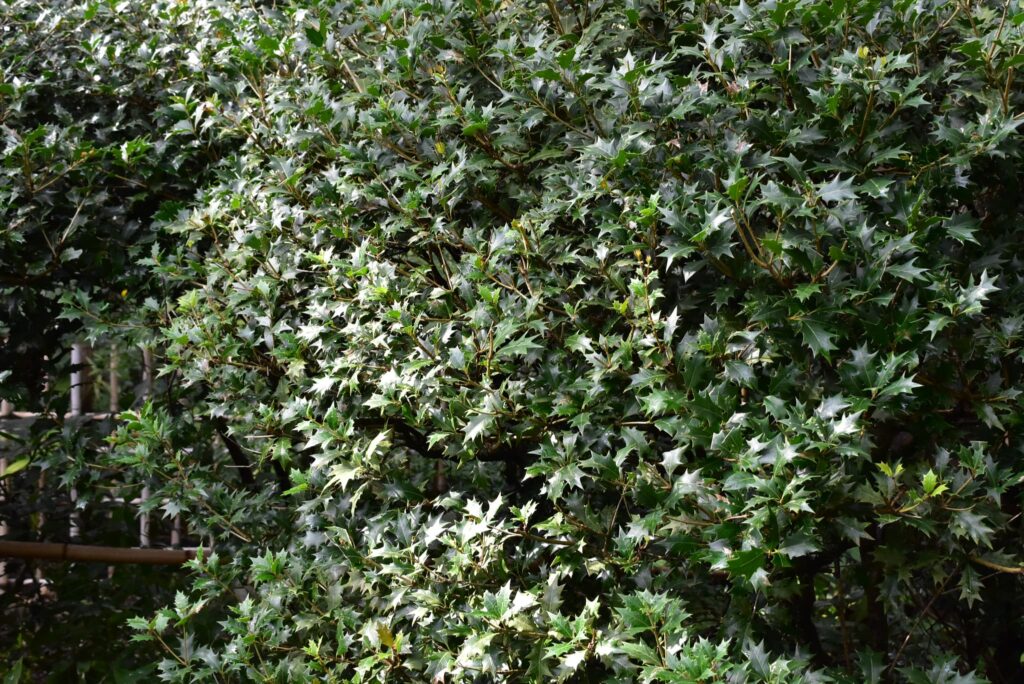 False-Holly-Osmanthus-heterophyllus