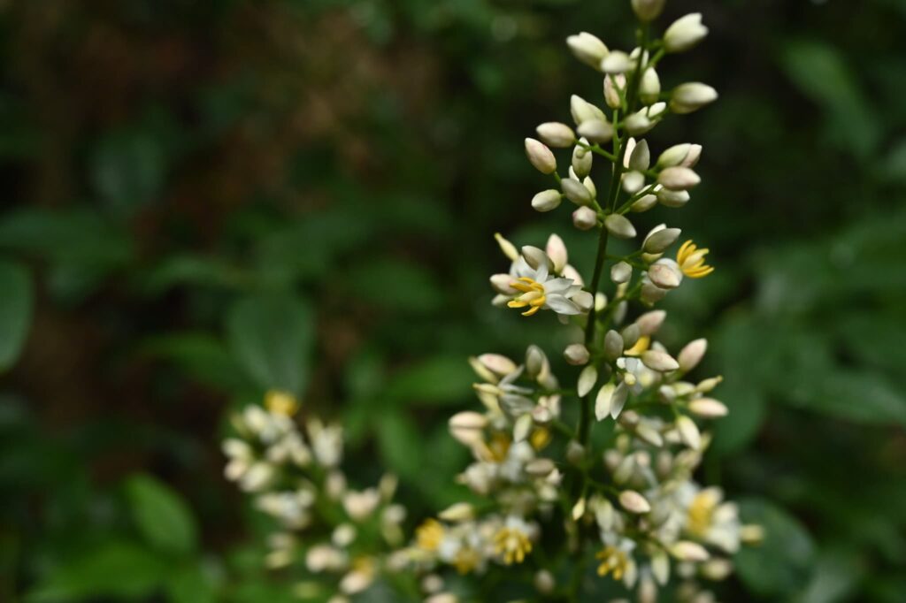 Heavenly-Bamboo-Nandina