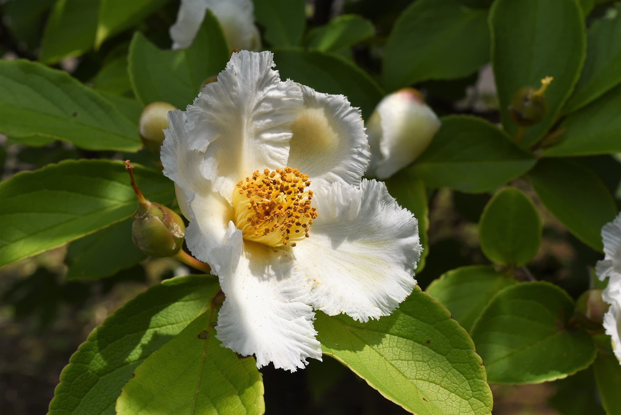 Japanese-Stewartia