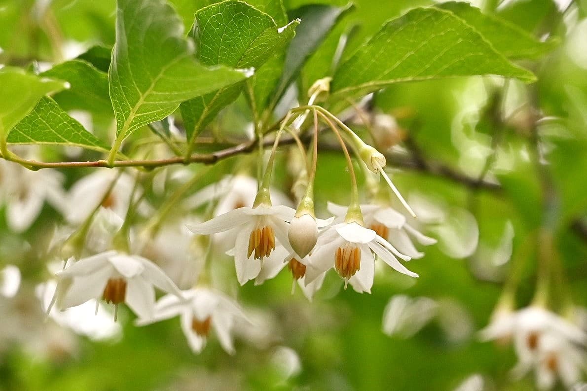 Japanese Snowbell