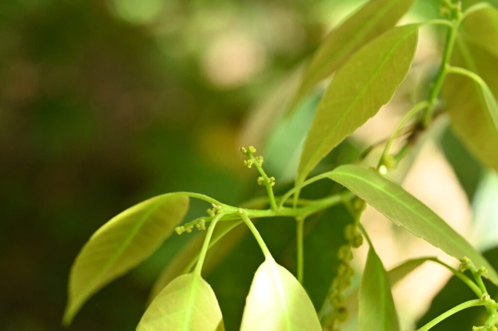 White Oak - Quercus myrsinaefolia
