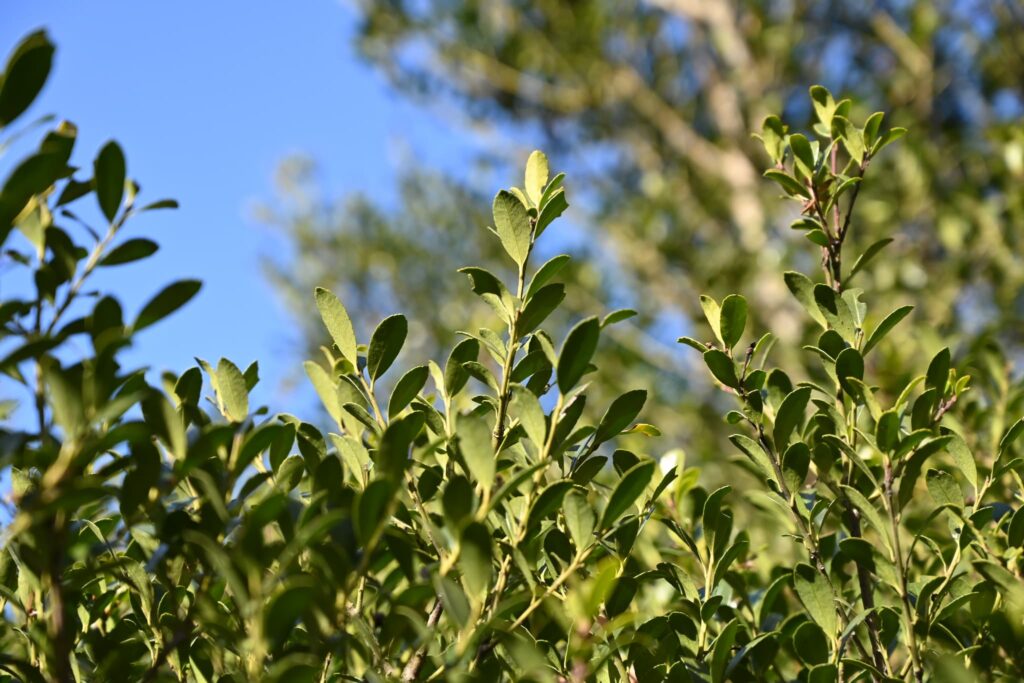 Japanese-Holly-Ilex-crenata