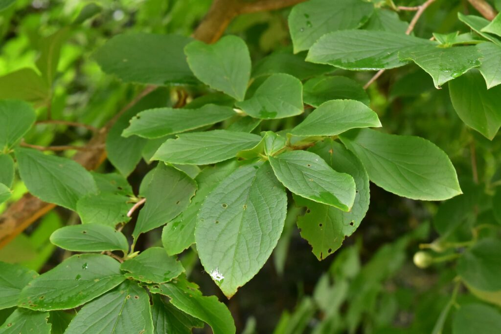 Japanese-Stewartia-Stewartia-pseudocamellia