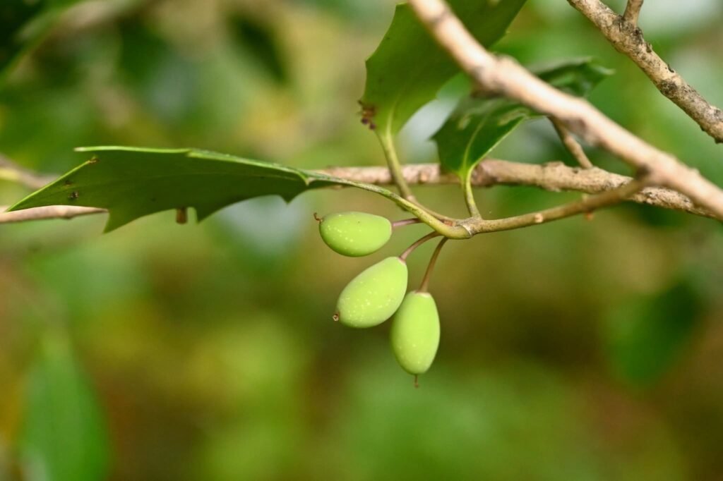False-Holly-Osmanthus-heterophyllus