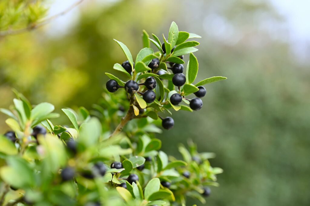 Japanese-Holly-Ilex-crenata