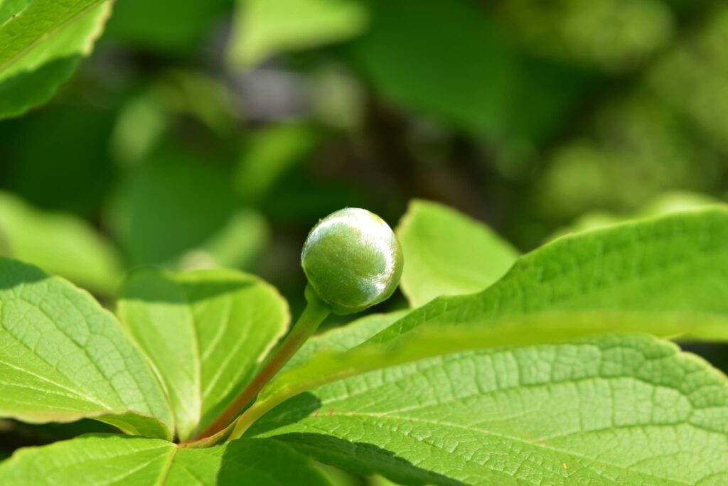 Japanese-Stewartia-Stewartia-pseudocamellia