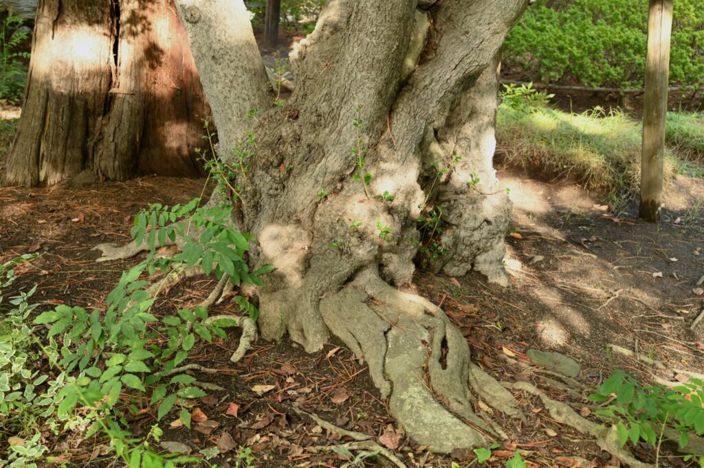 False-Holly-Osmanthus-heterophyllus