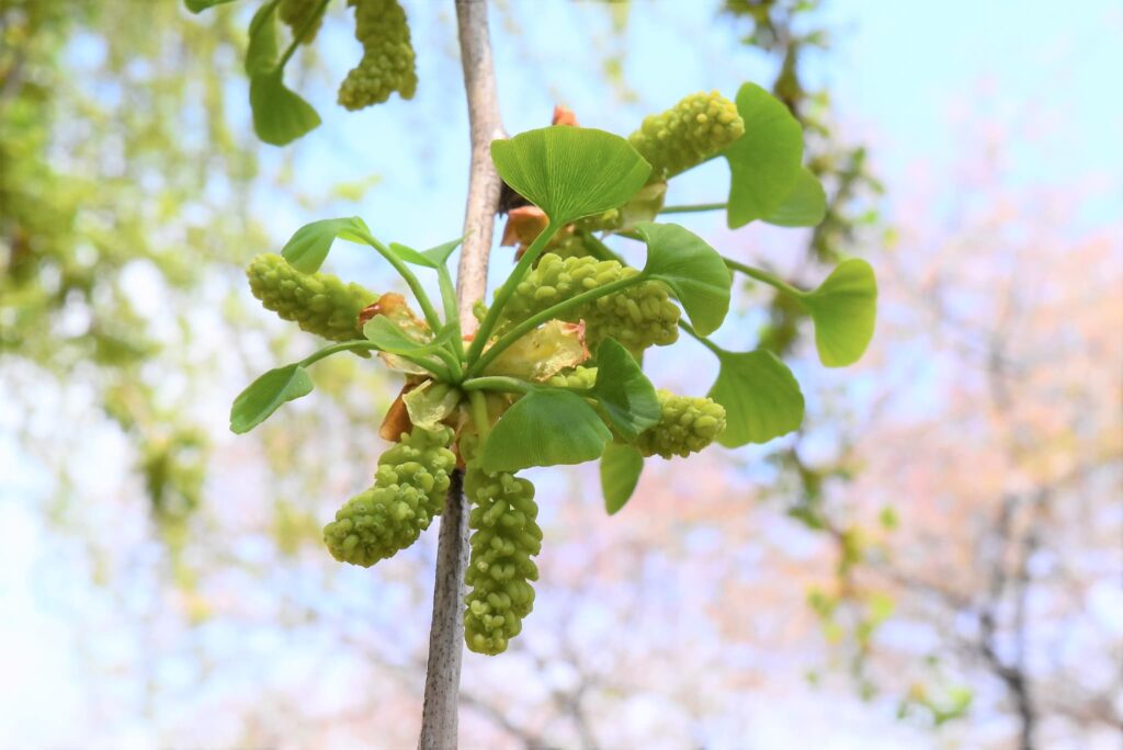 Ginkgo-biloba