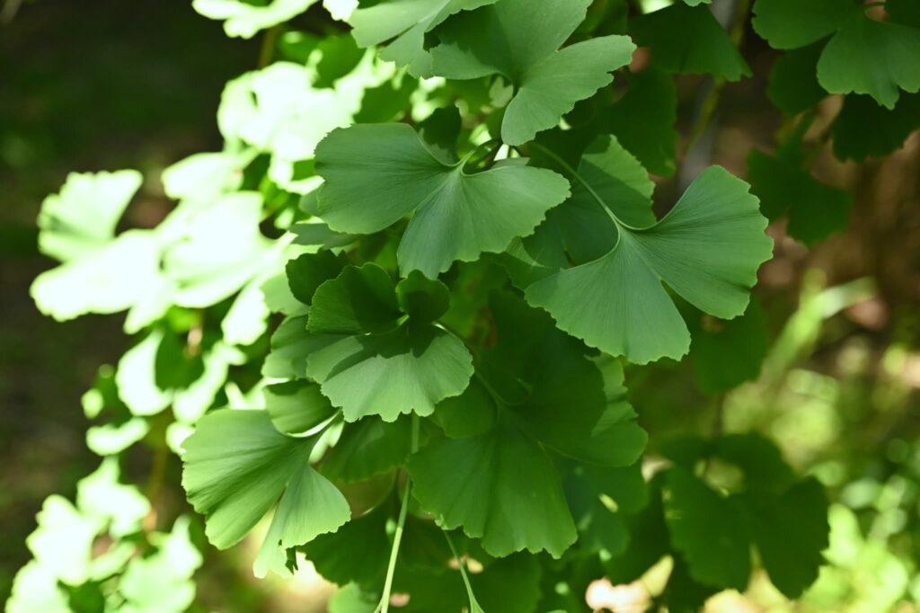 Ginkgo-biloba