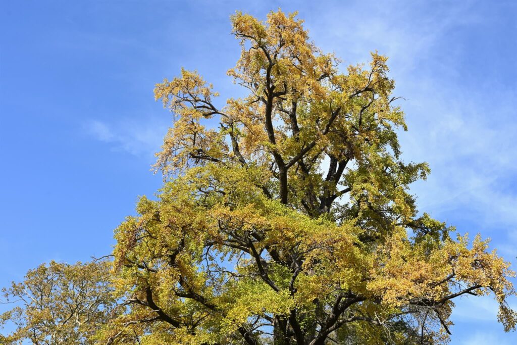 Ginkgo-biloba