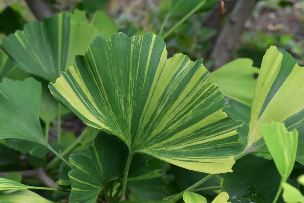 Ginkgo-biloba