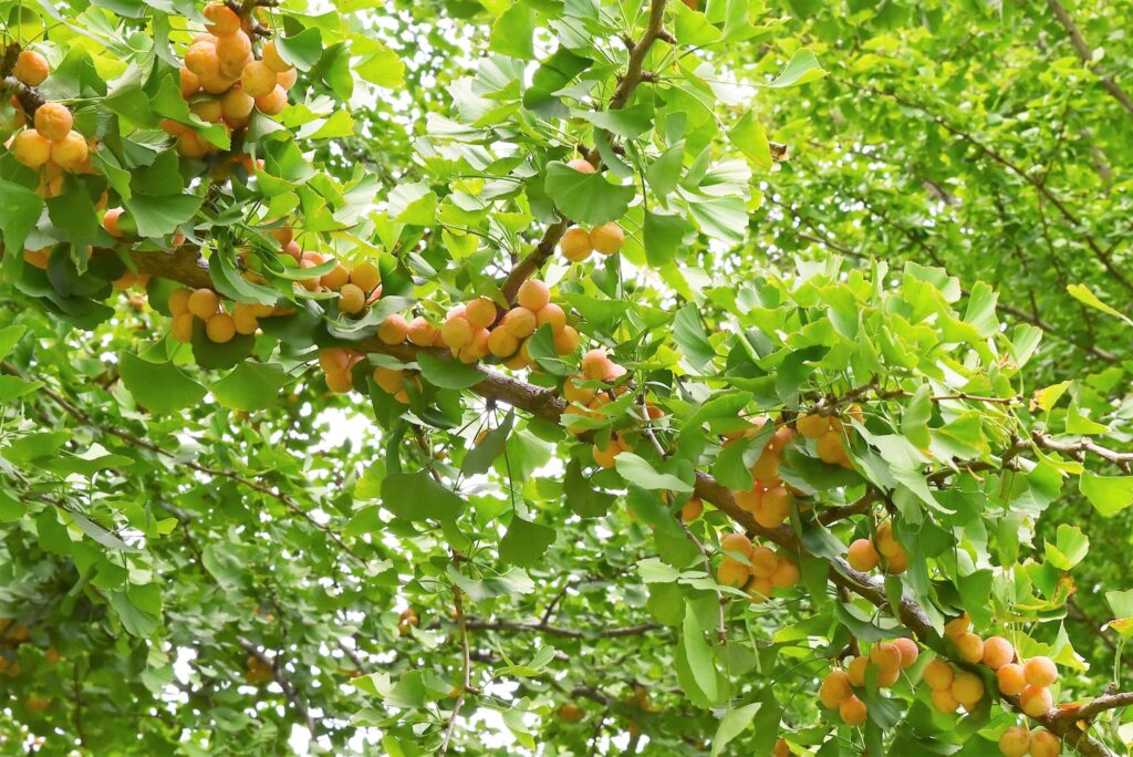 Ginkgo-biloba