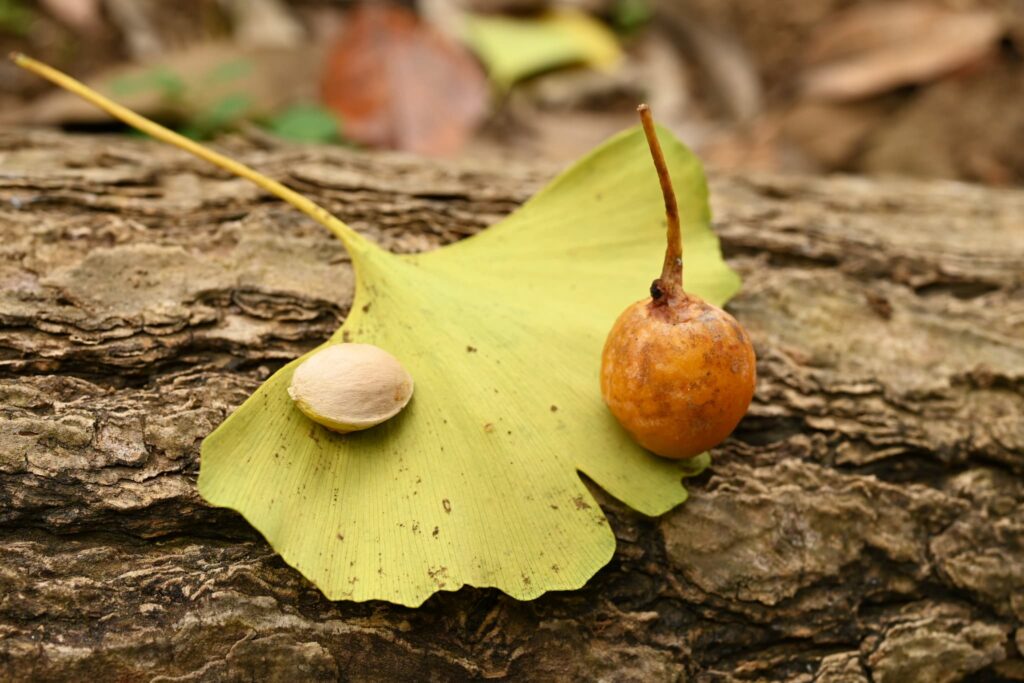 Ginkgo-biloba