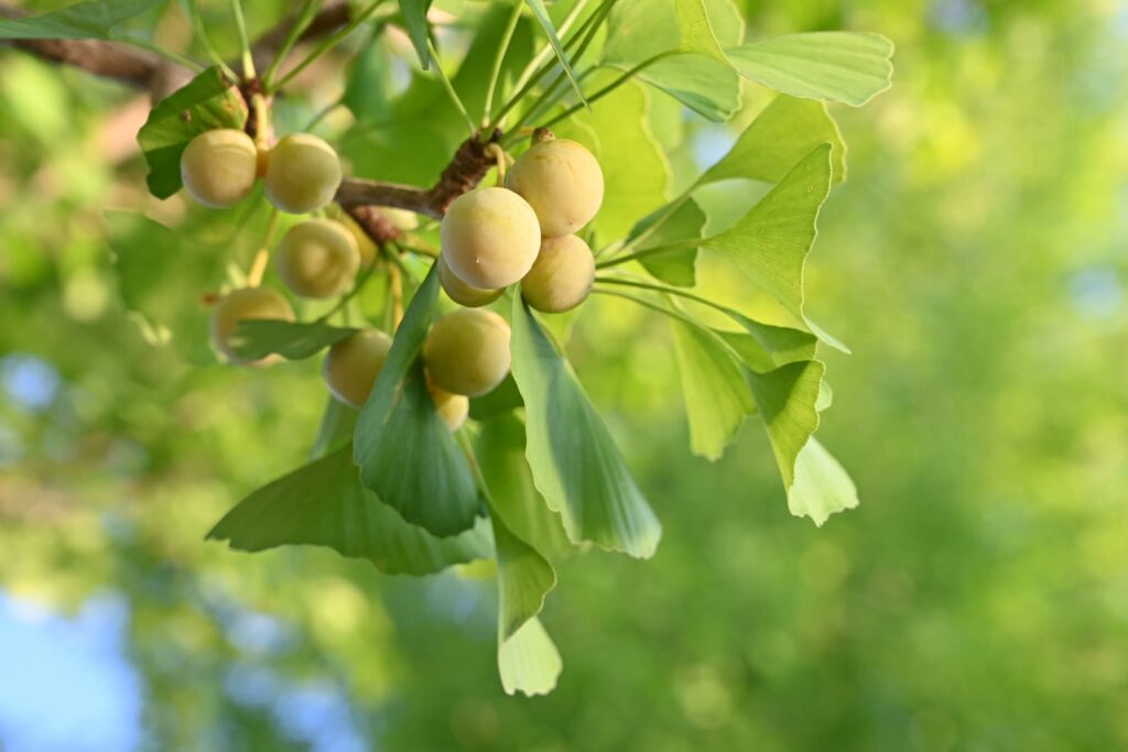 Ginkgo-biloba