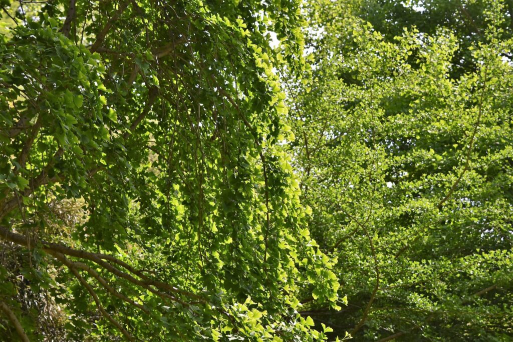 Ginkgo-biloba
