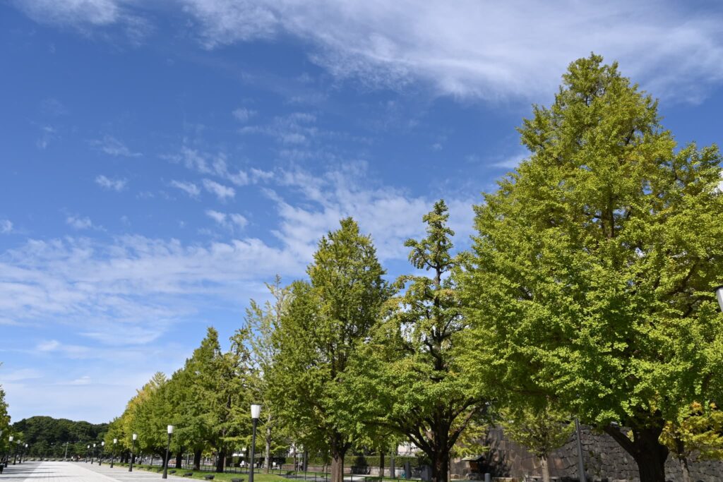 Ginkgo-biloba