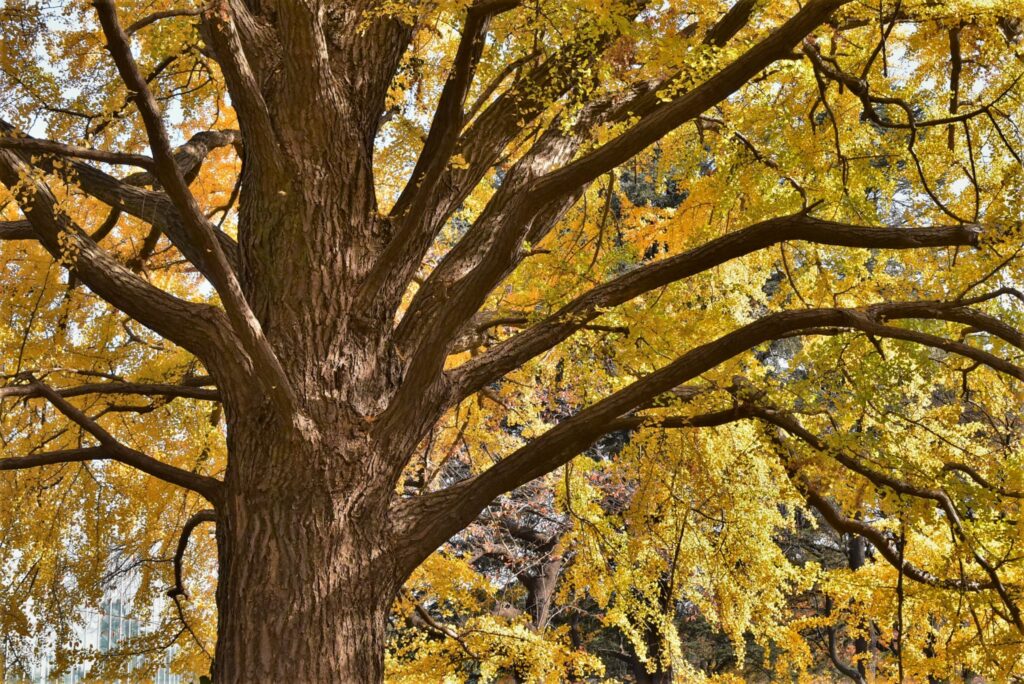 Ginkgo-biloba