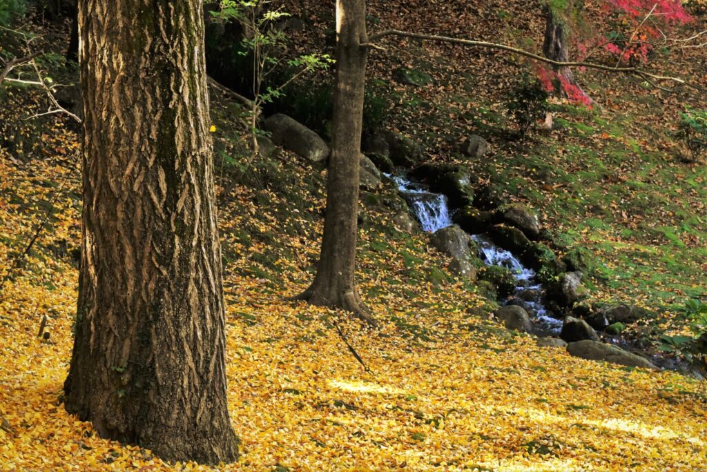 Ginkgo-biloba
