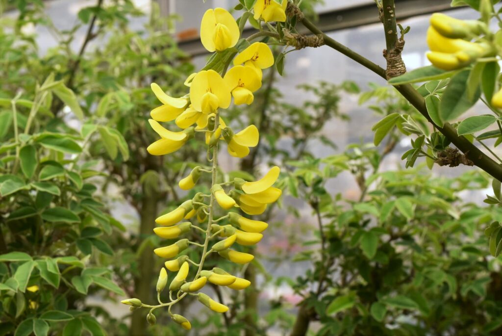Japanese-Wisteria-Wisteria-floribunda