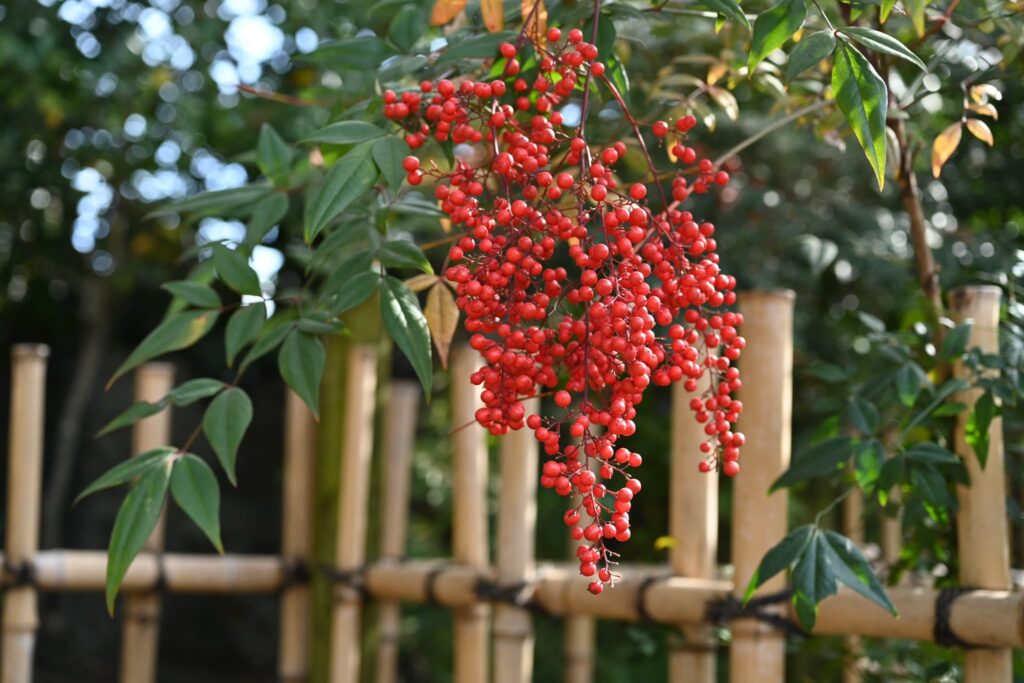 Nandina-domestica