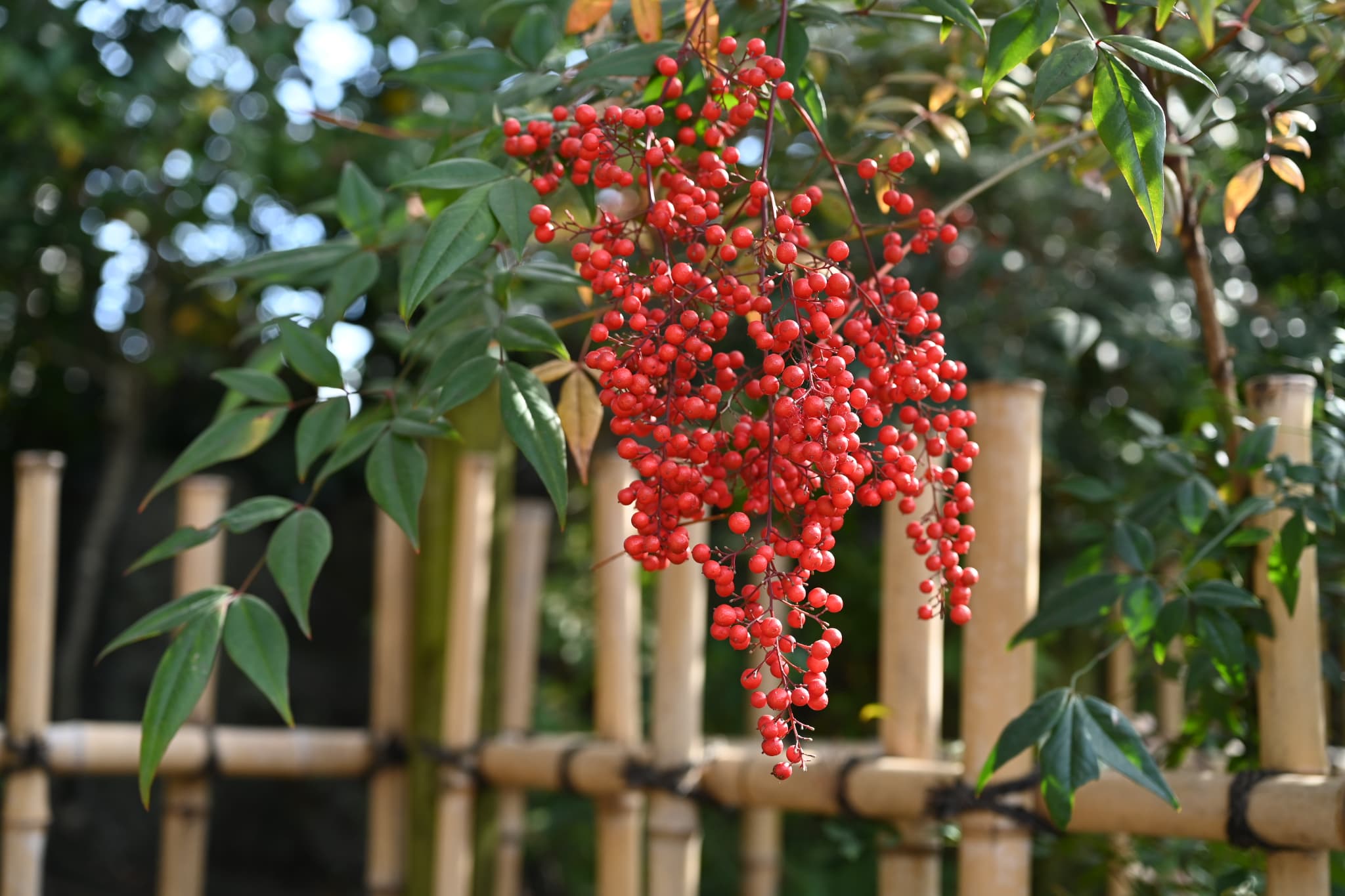 Heavenly Bamboo