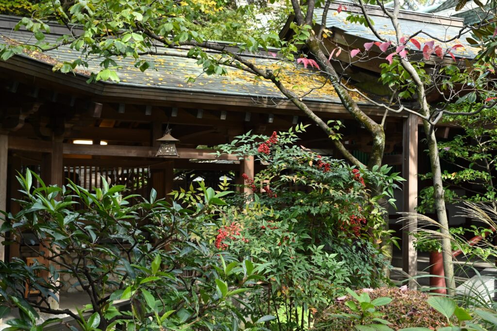 Heavenly-Bamboo-Nandina