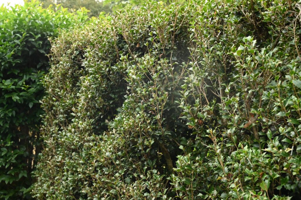 False-Holly-Osmanthus-heterophyllus